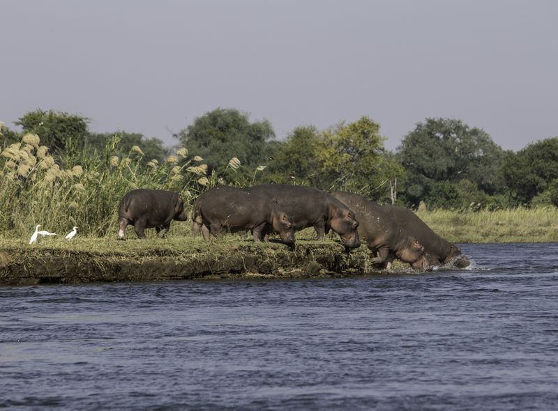 Zuidelijk Afrika wildlife dieren nijlpaard Zambia Zambezi-rivier
