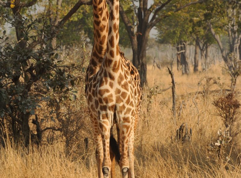 Afrika wildlife safari giraf giraffe Zambia