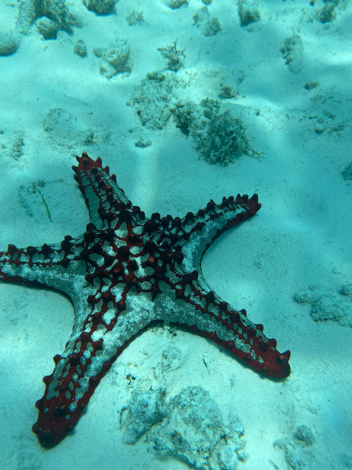 Zeester snorkelen Zanzibar