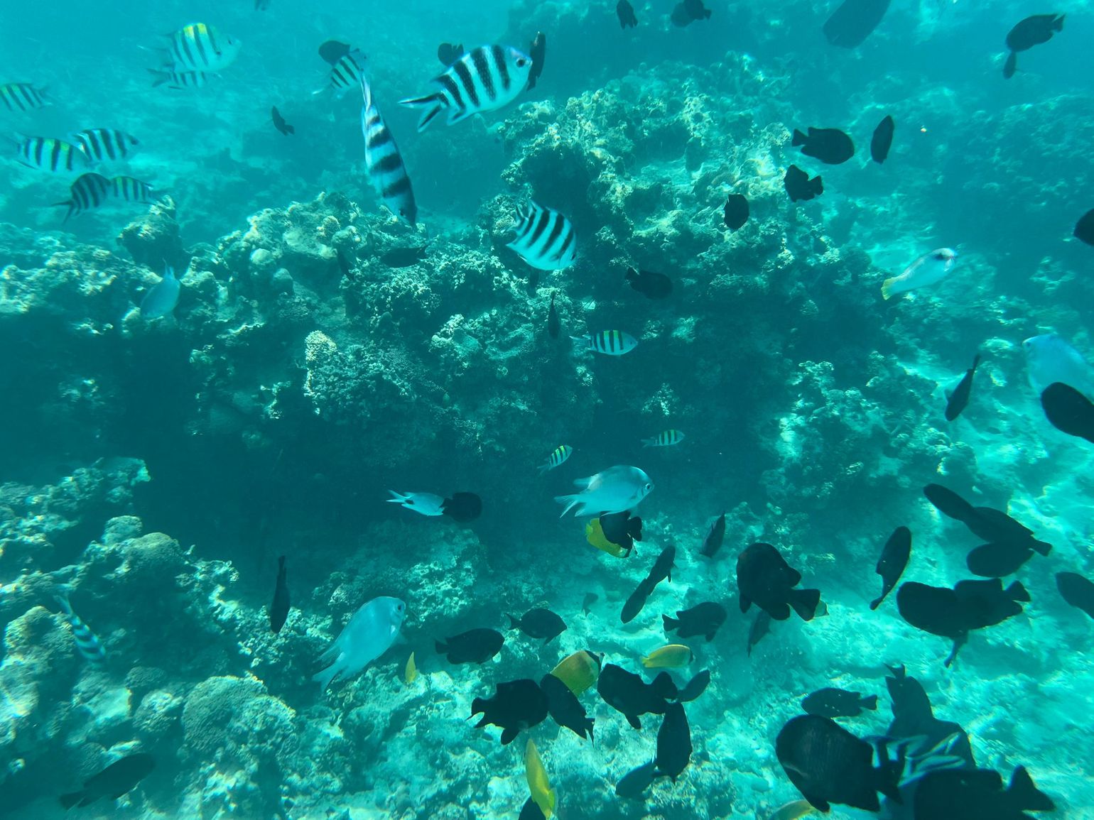 Vissen snorkelen zanzibar