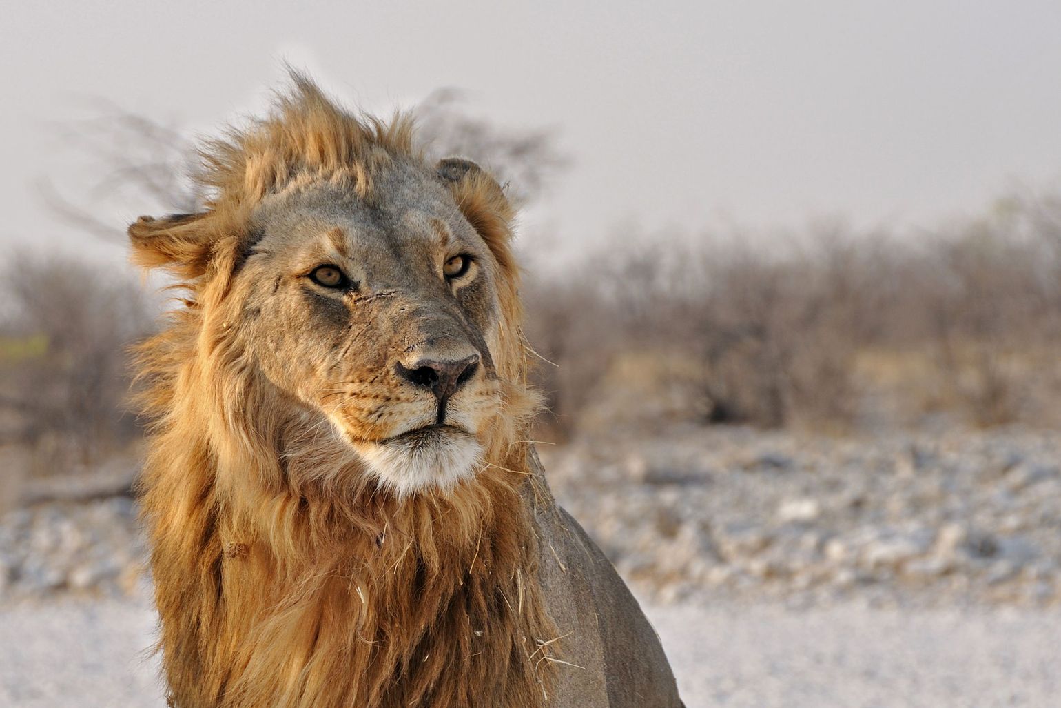 safari Big Five Afrika leeuw het Etosha National Park, Namibië 