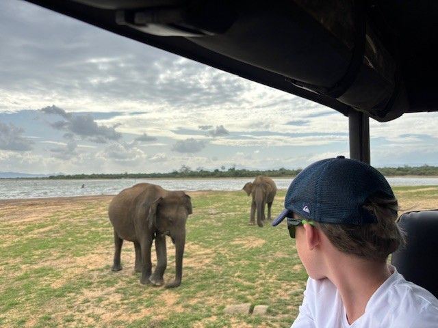 Sri Lanka olifanten