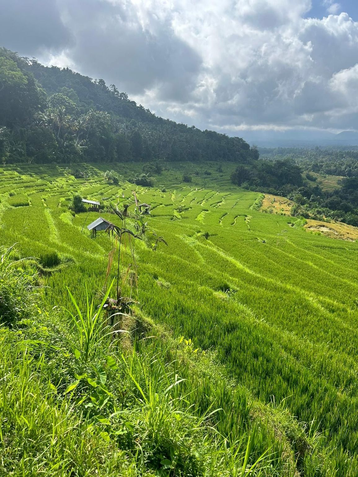 De rijstterrassen van Bali Indonesië - Joker