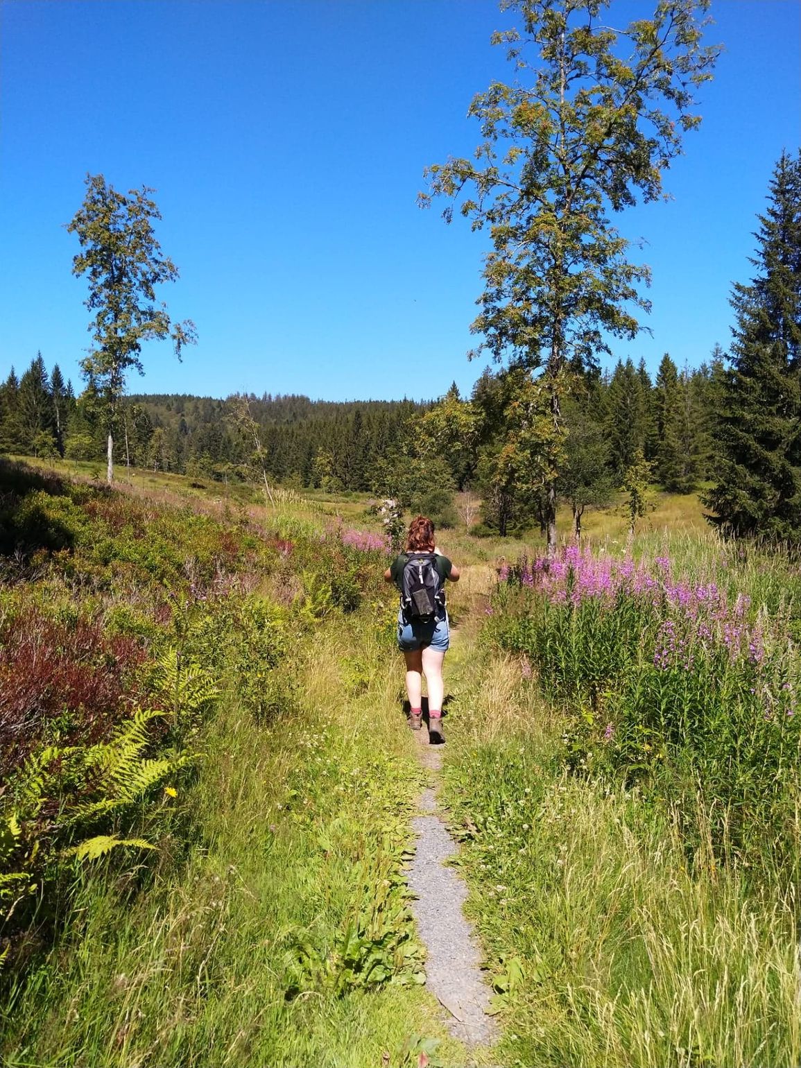 Wandelvakantie in het Zwarte Woud