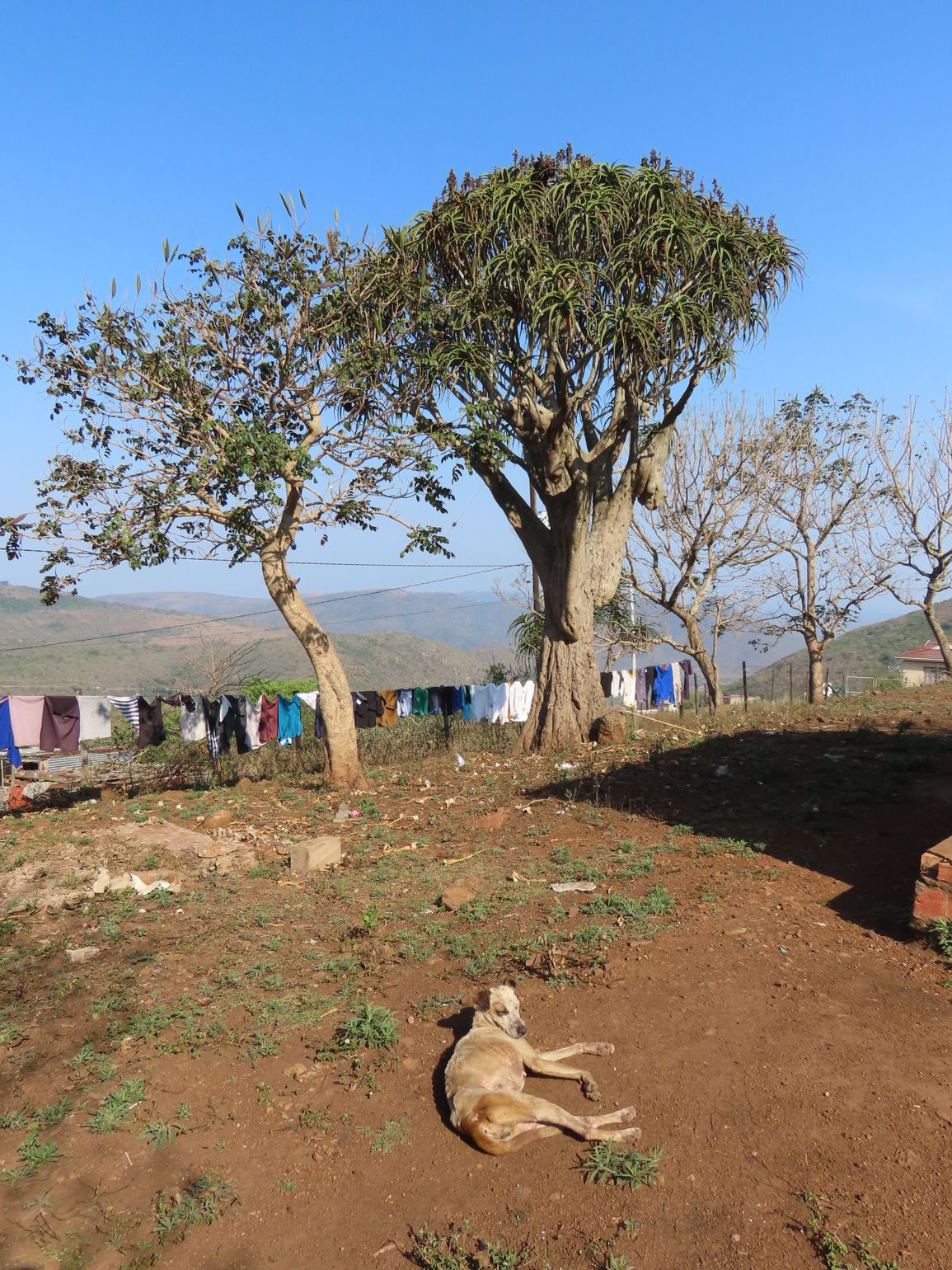 zulu dorp zuid-afrika