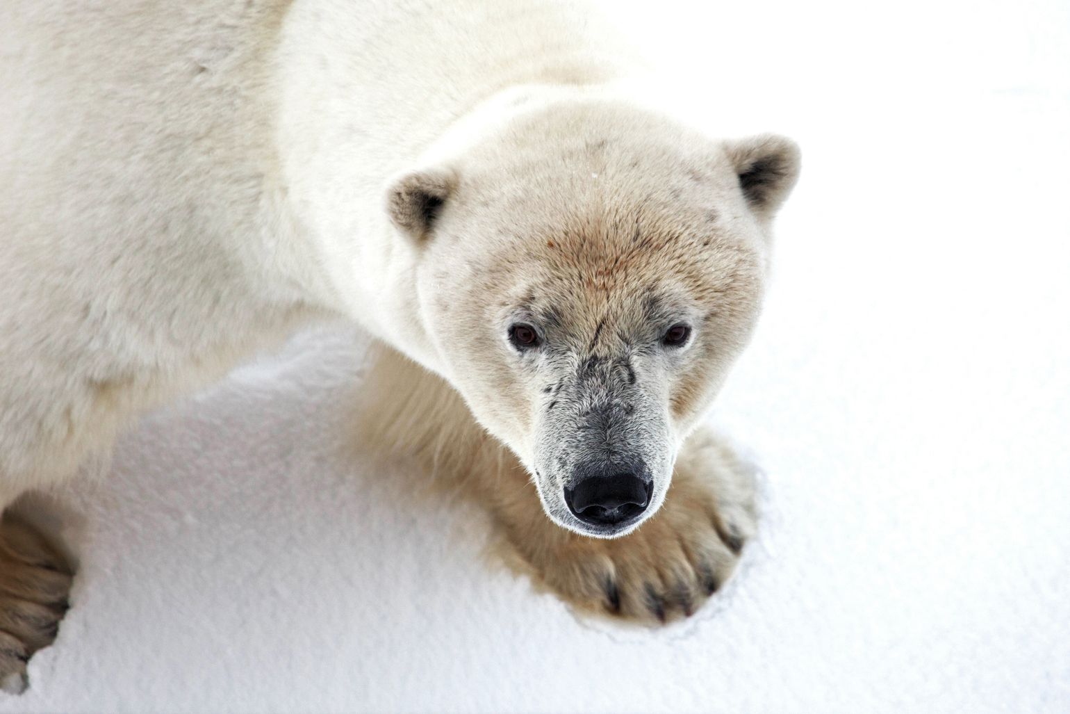 Op expeditie naar de Noordpool met Quark Expeditions