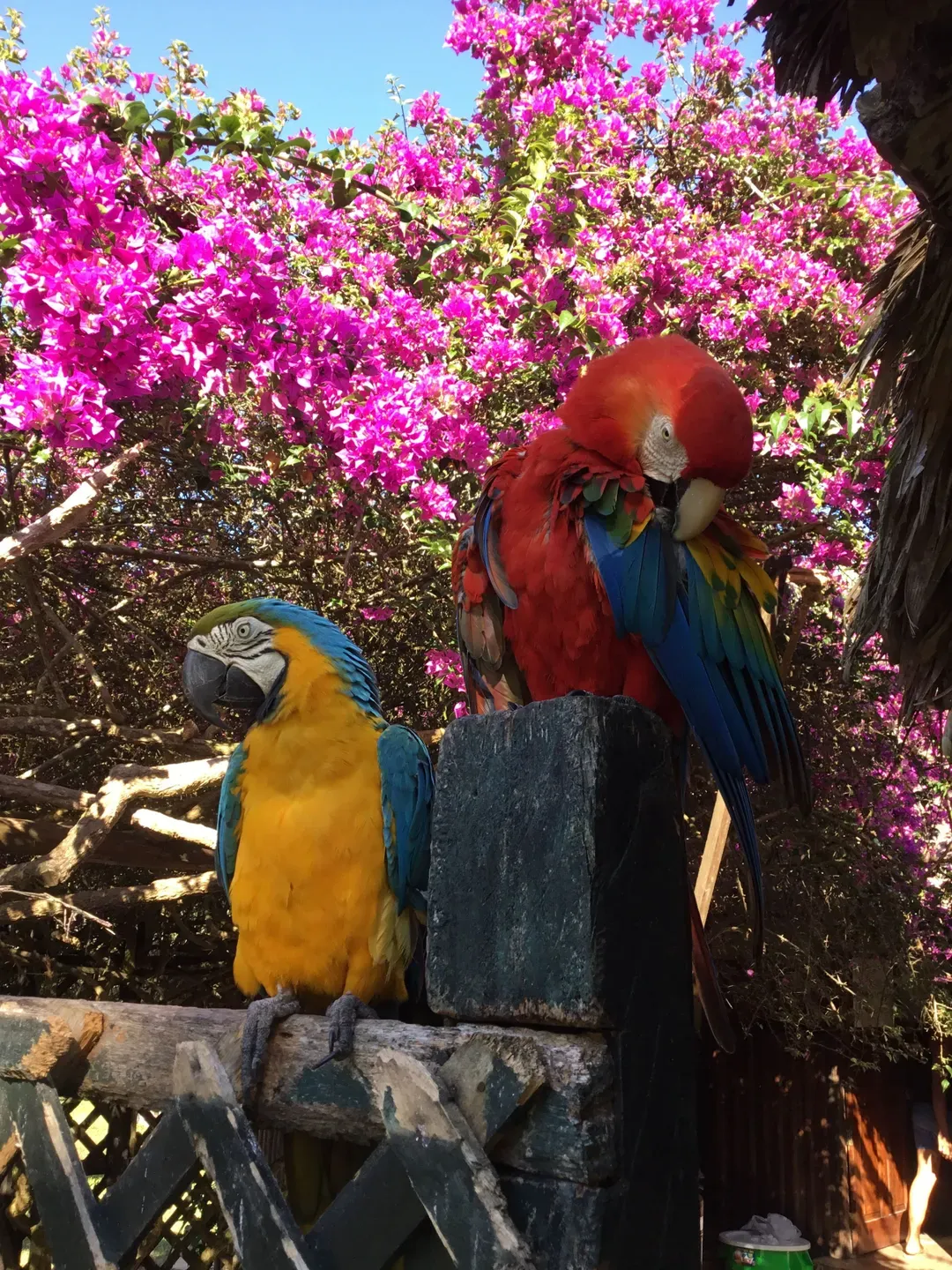 papegaai in jungle peru