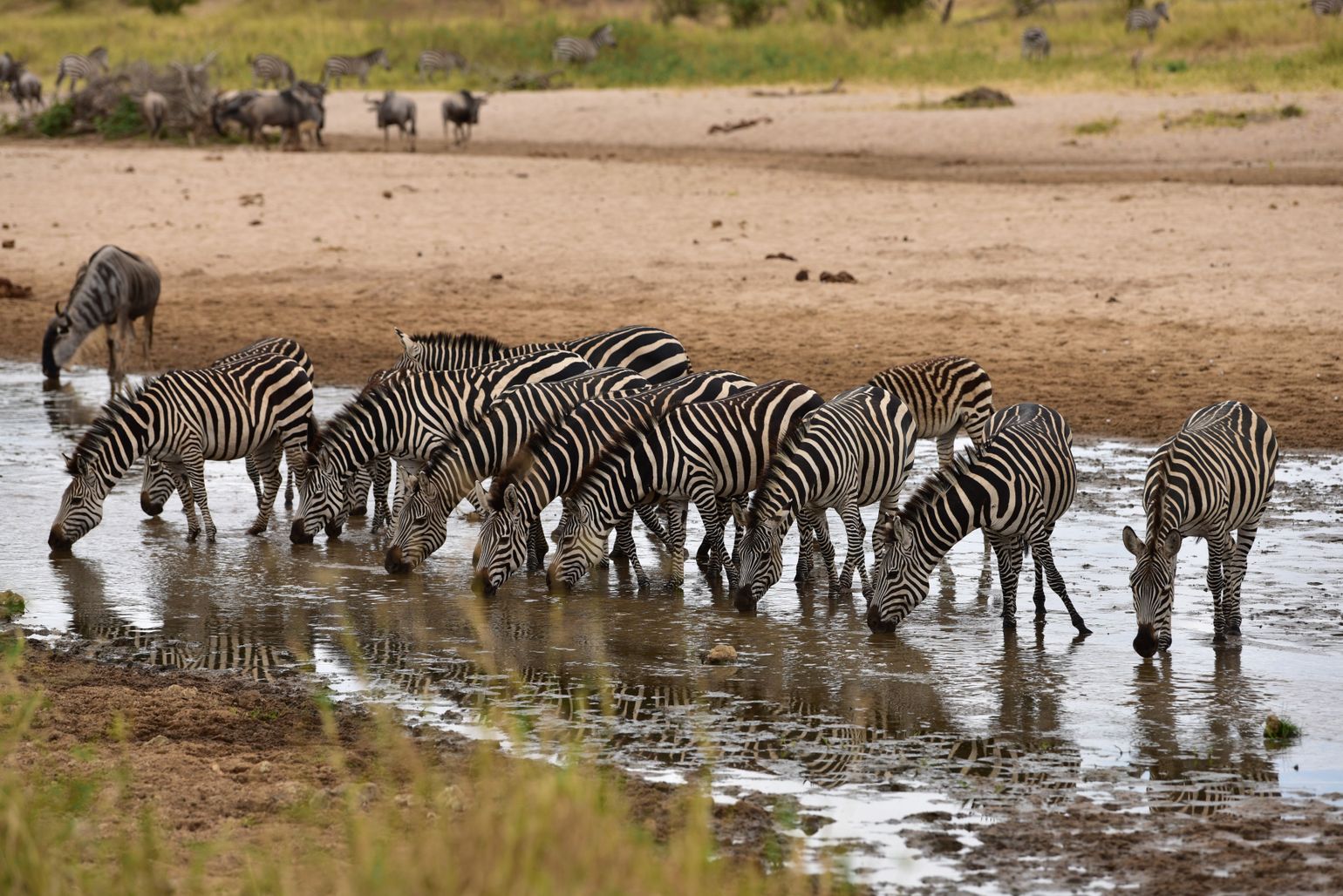Tarangire national park tanzania
