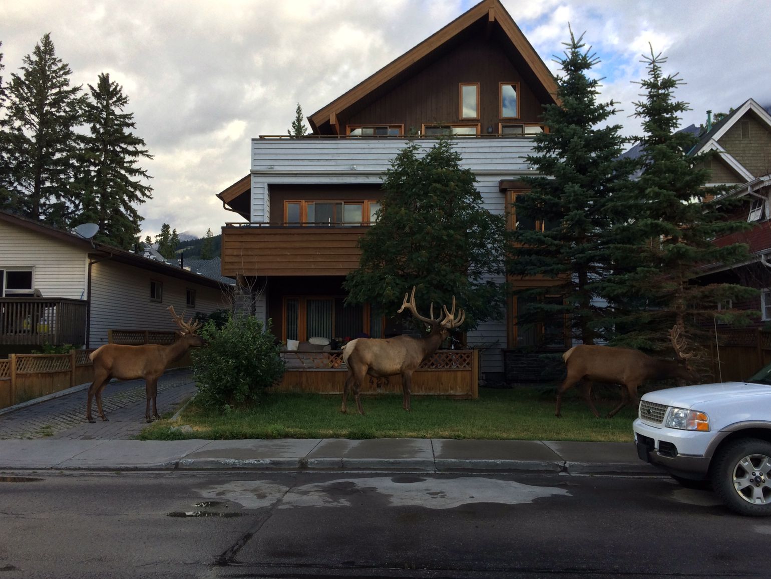 Canada wildlife rendier natuur reindeer