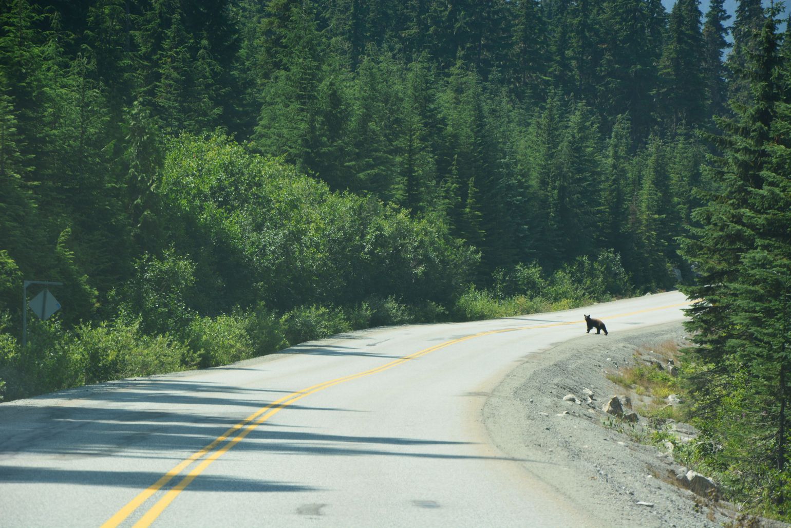 Canada wildlife beer Whistler