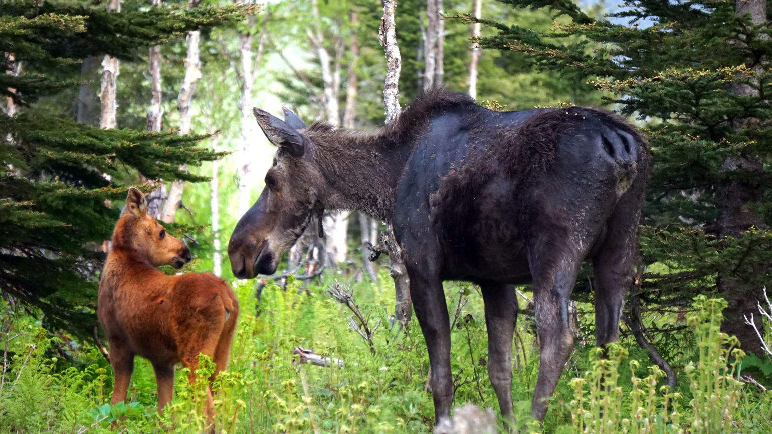 Canada wildlife eland natuur moose