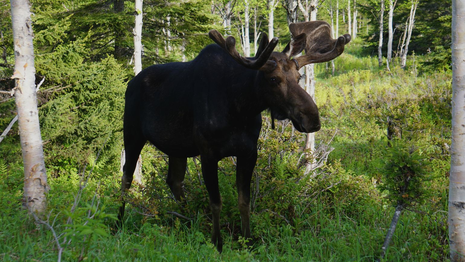 Canada wildlife eland natuur moose