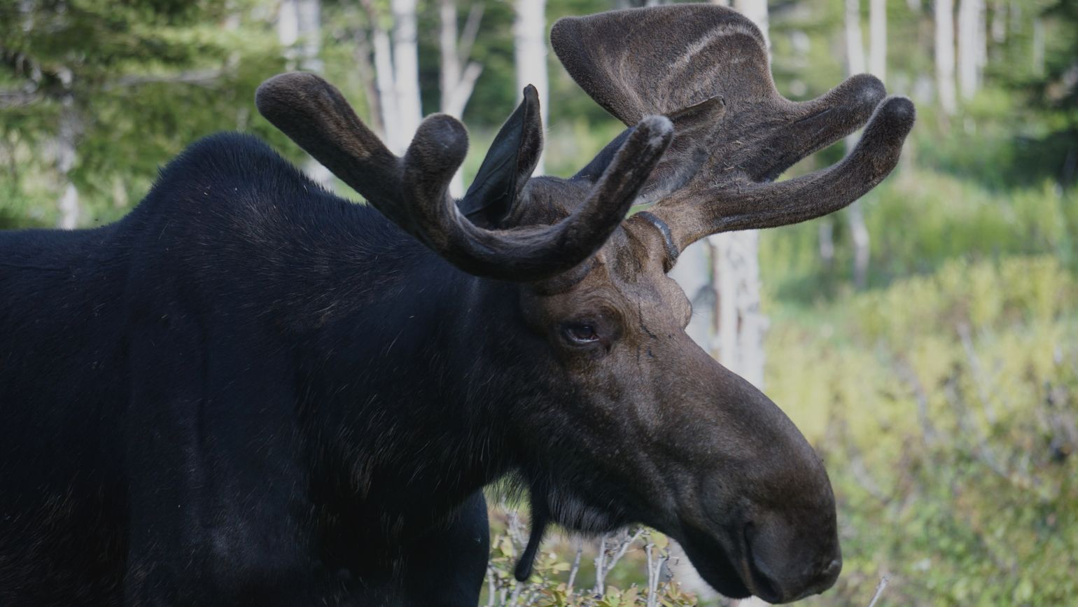 Canada wildlife eland natuur moose