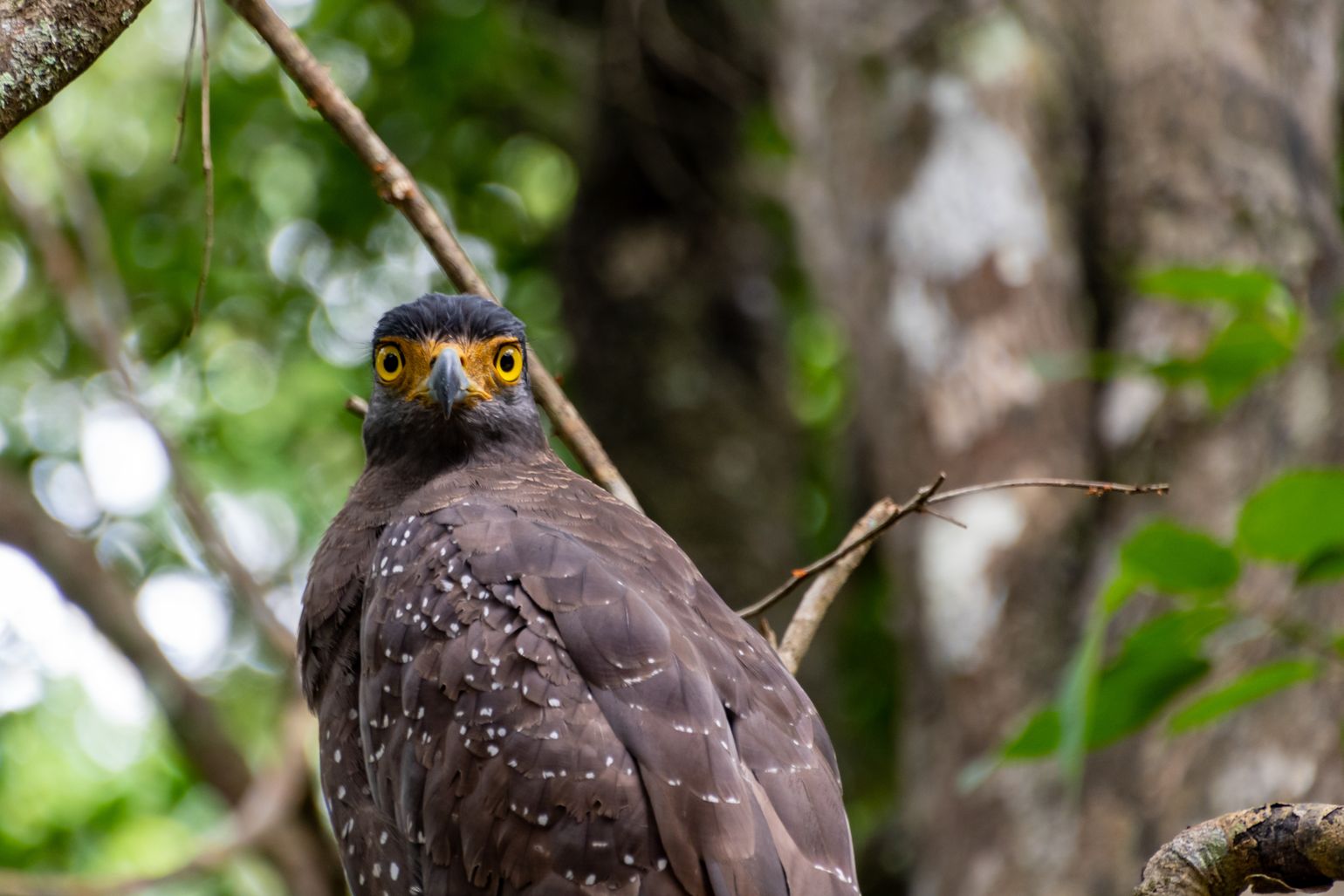 Wilpattu arend, safari Sri Lanka 