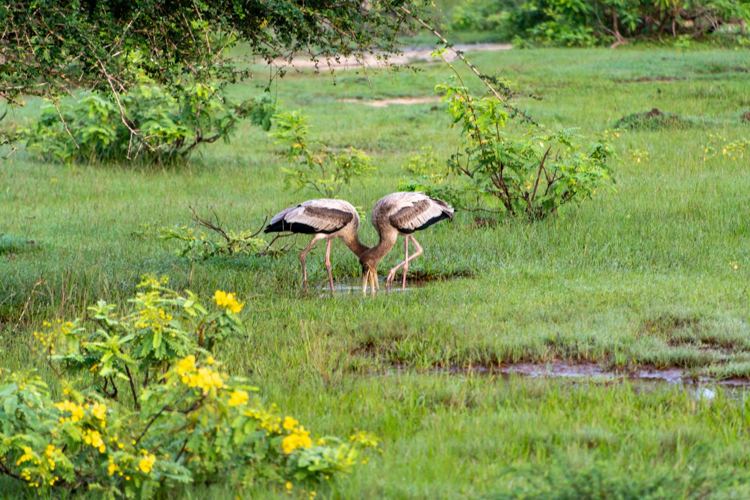 Wilpattu vogels, safari Sri Lanka 