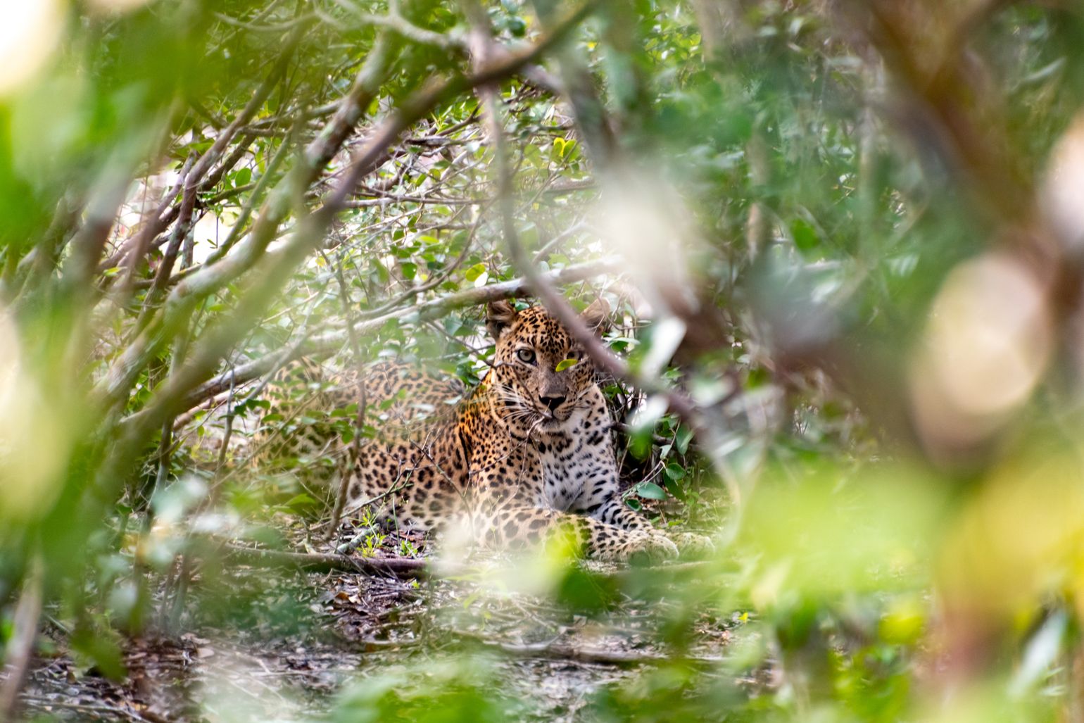 Wilpattu luipaard, safari Sri Lanka 