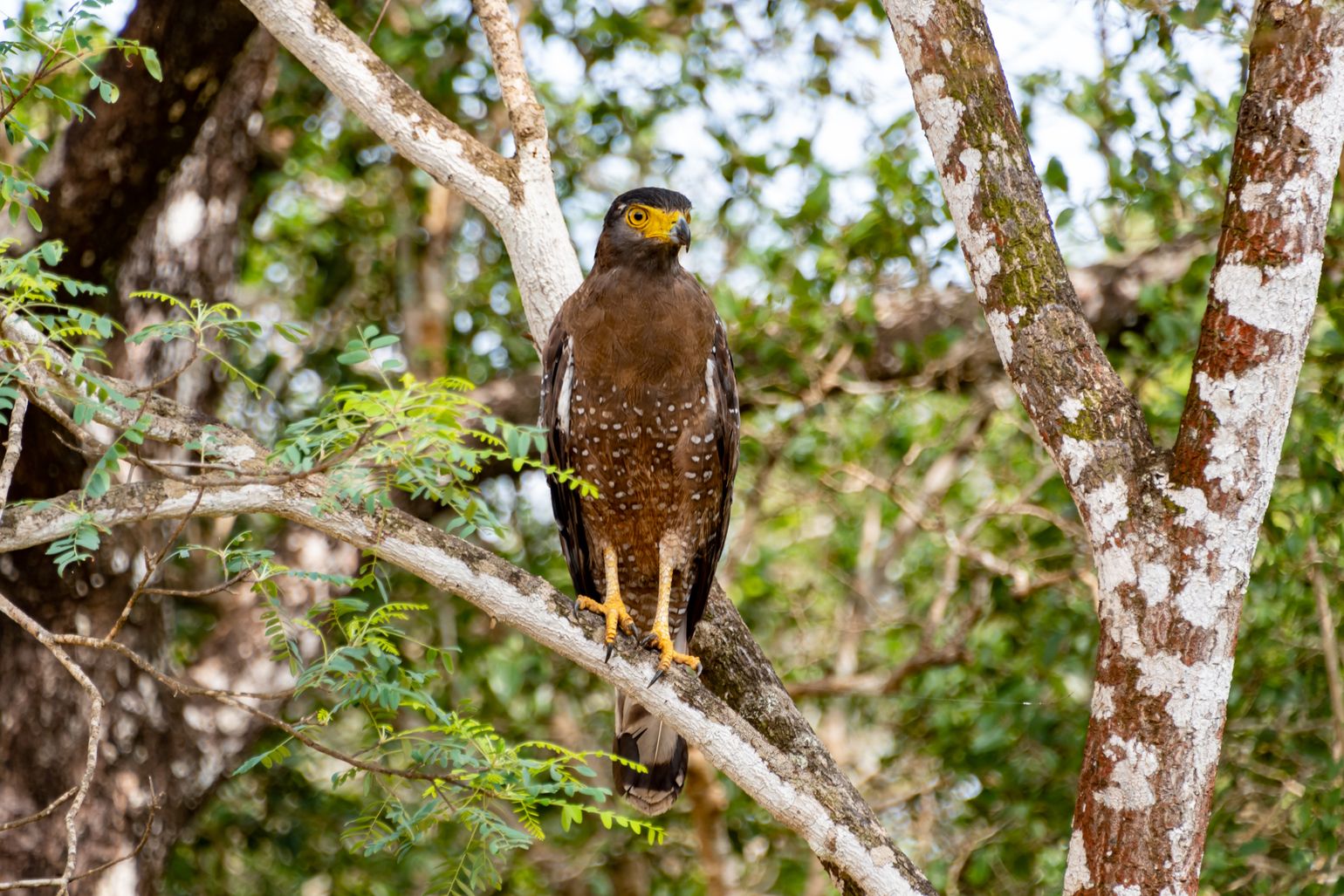 Wilpattu arend, safari Sri Lanka 