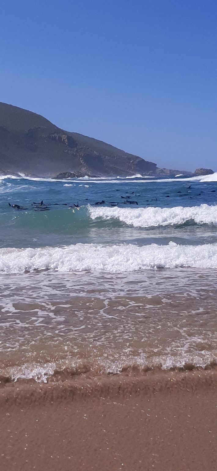 Zeehonden spelen in de golven