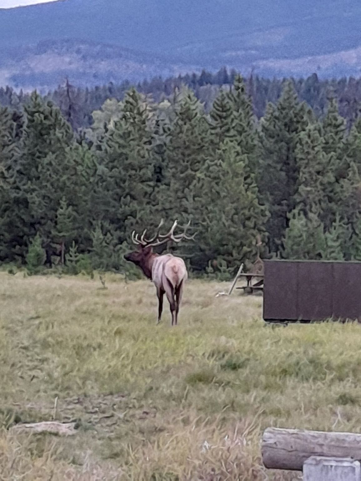 dieren spotten canada