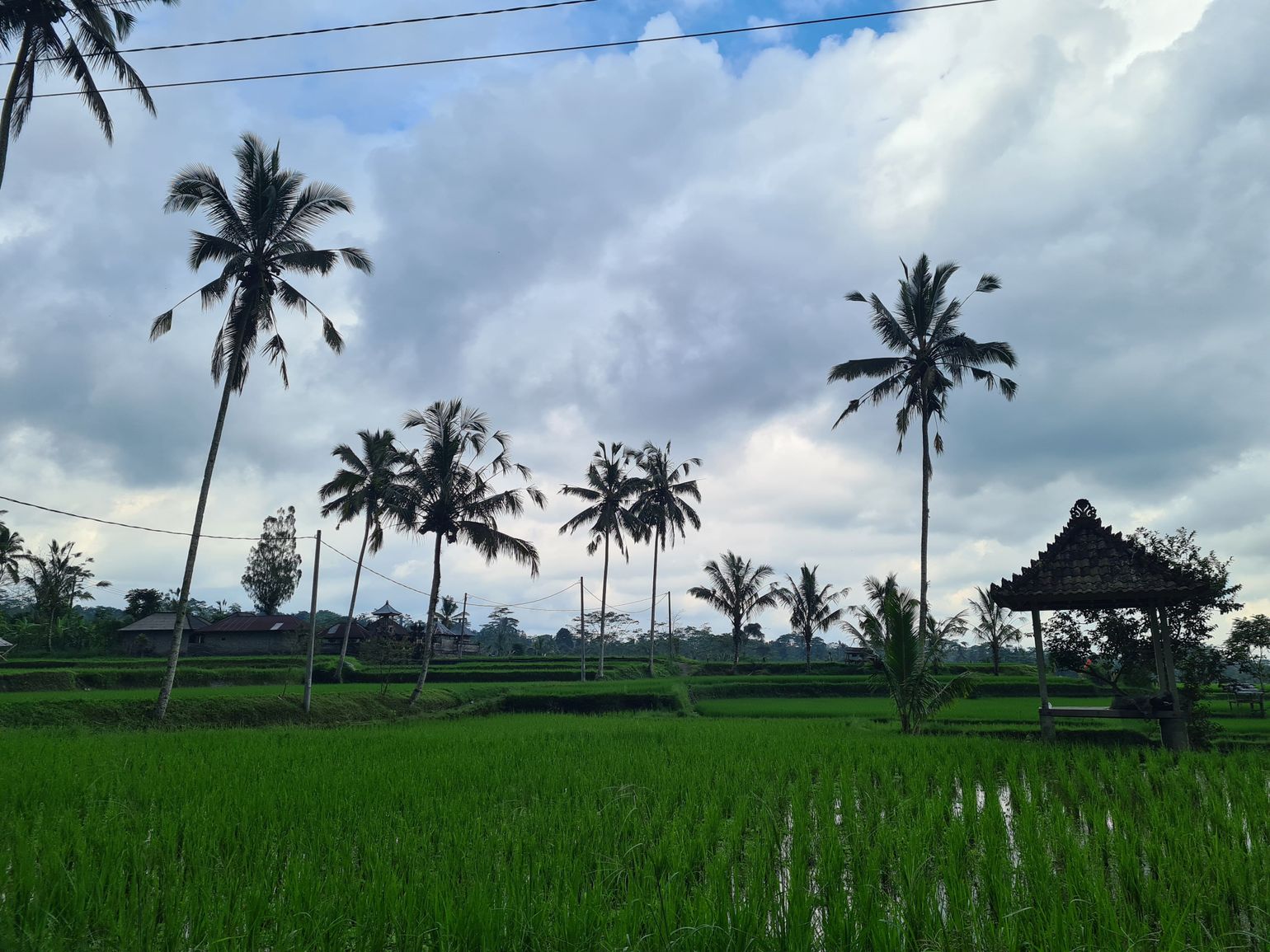 rijstterrassen tijdens mountainbiketocht in Ubud Bali Indonesië - Jokers
