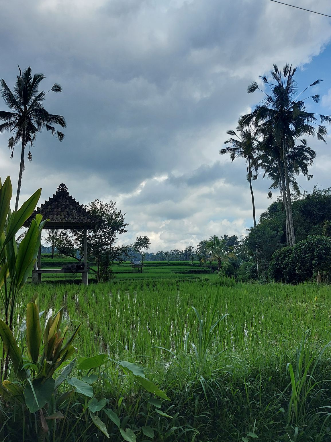 Mountainbiketocht Ubud Bali Indonesië - Joker