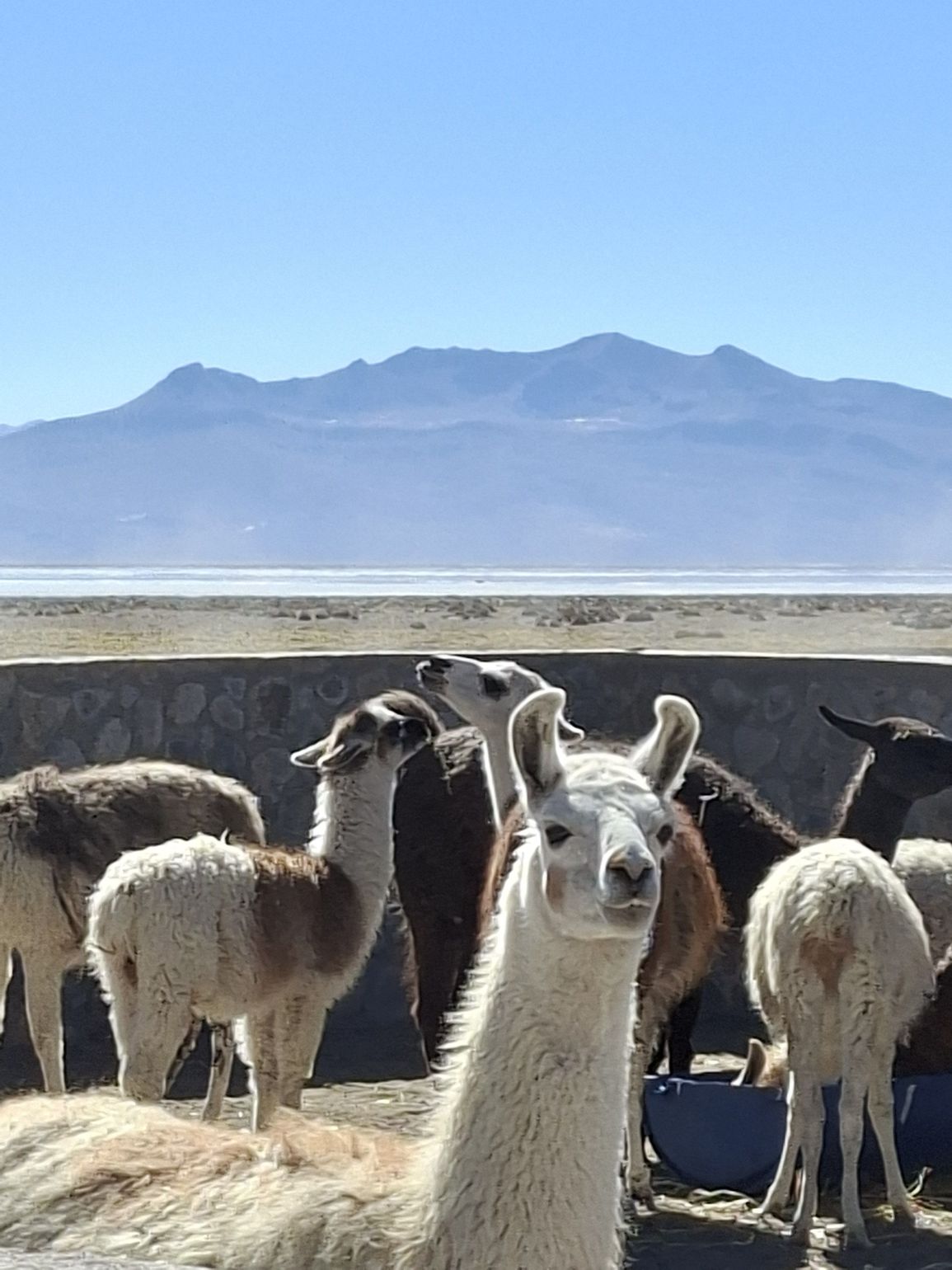 Salinas Arequipa excursie
