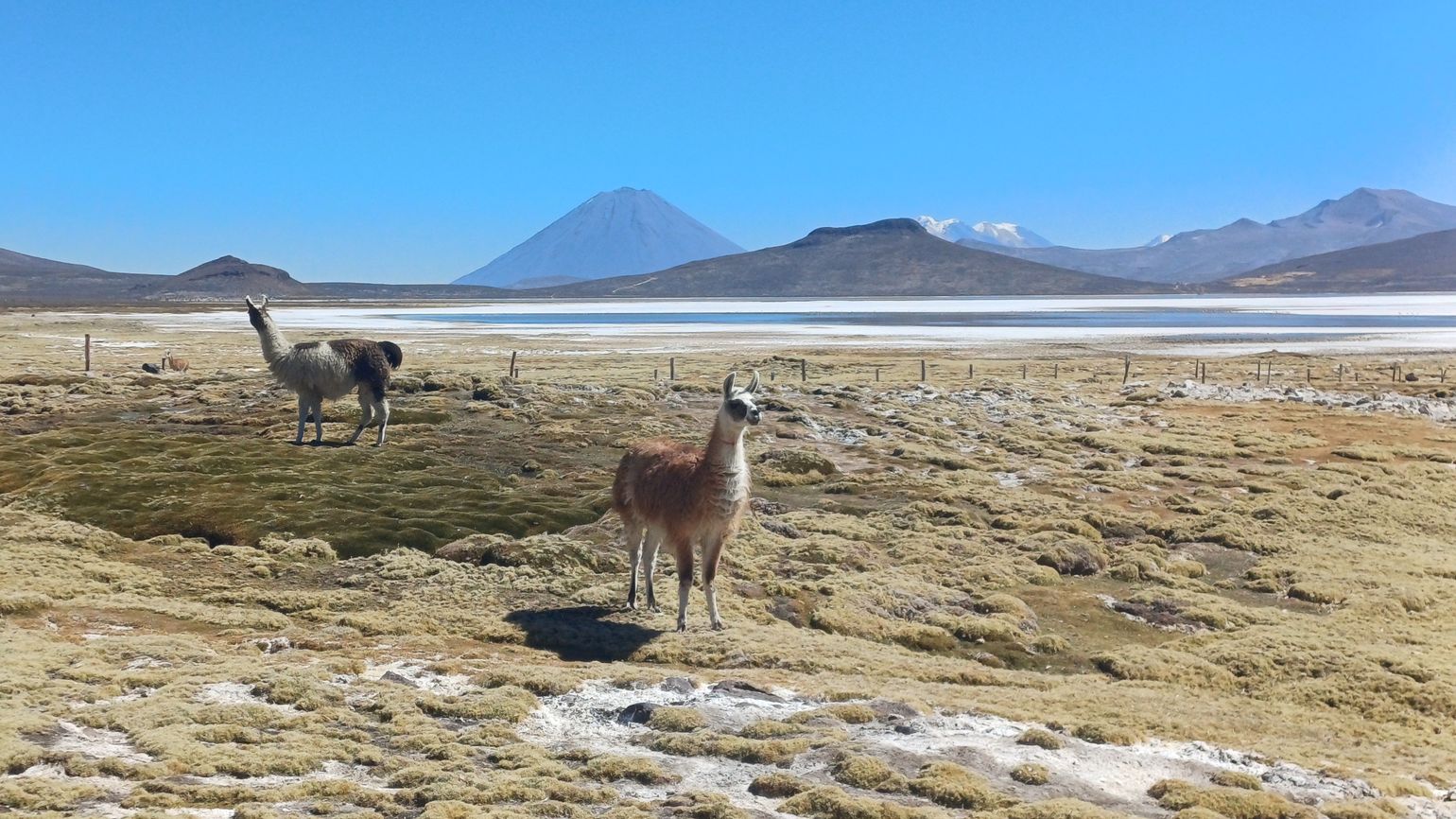 Salinas Arequipa excursie