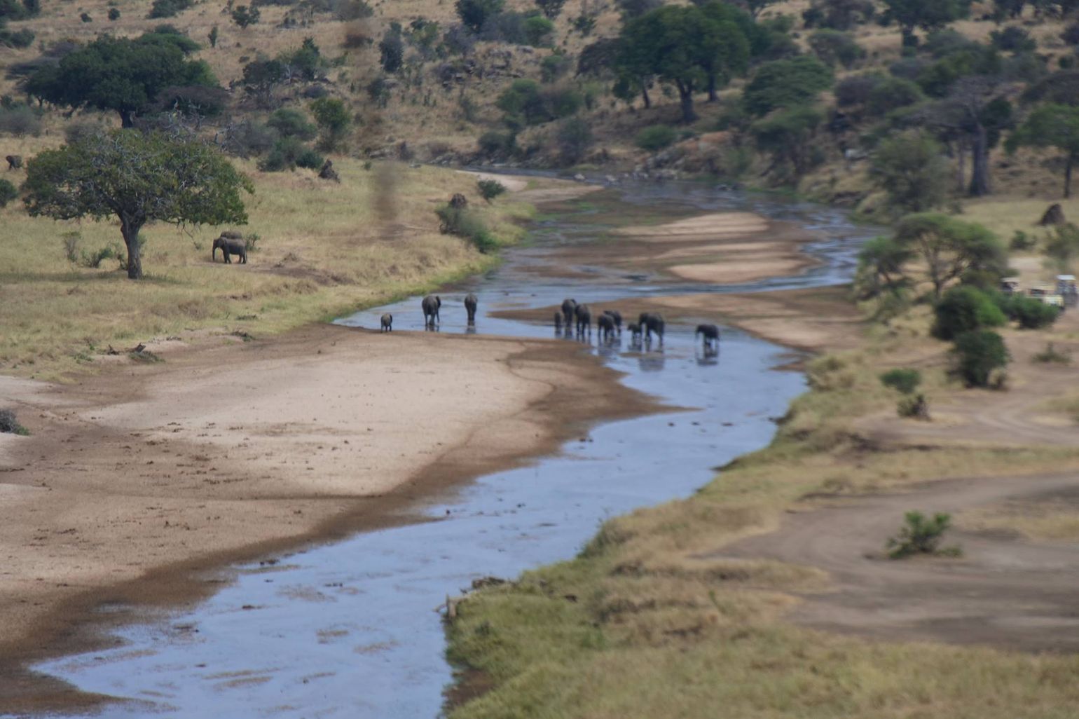 Tarangire national park tanzania