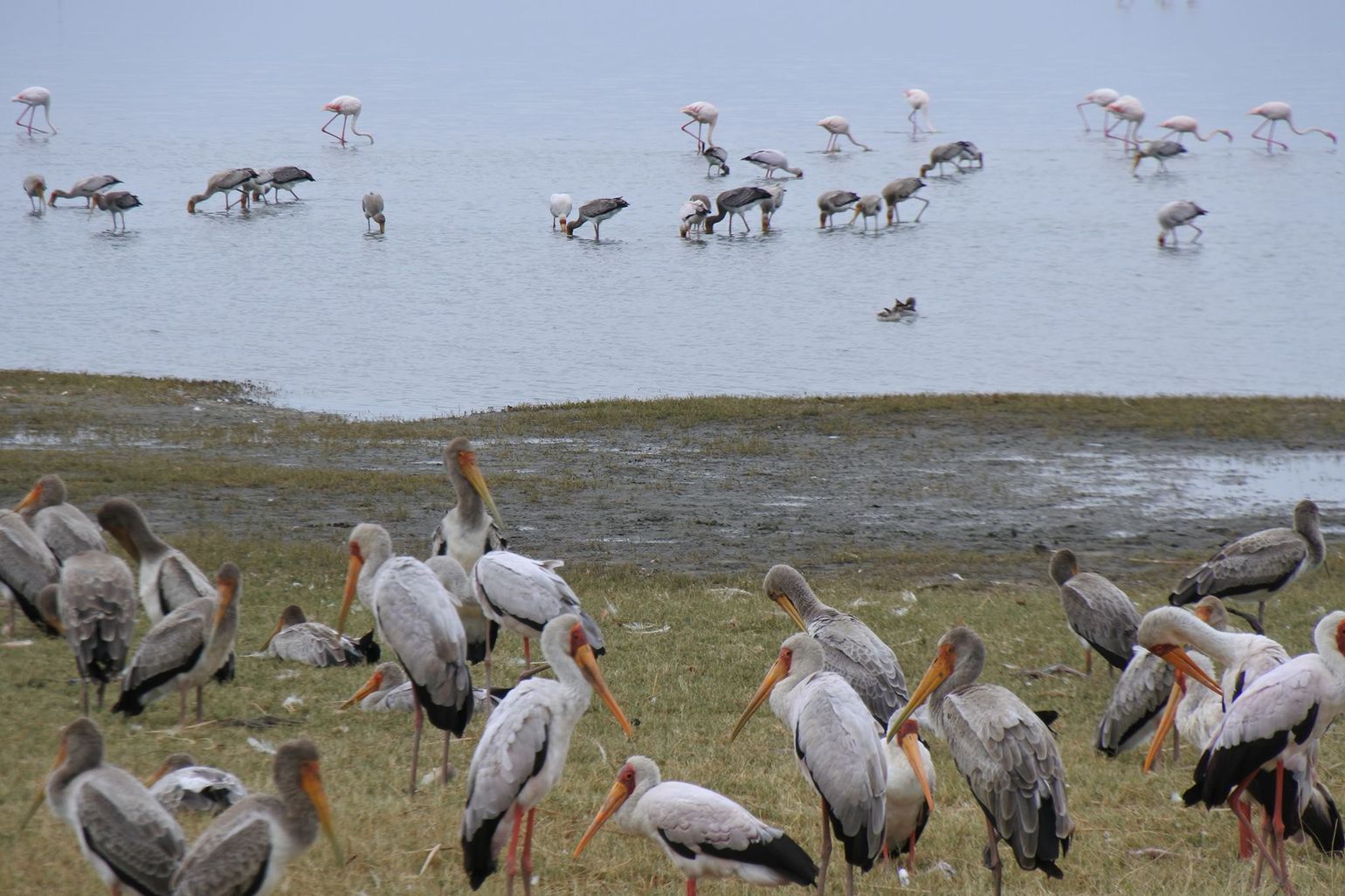Lake Manyara National Park Tanzania