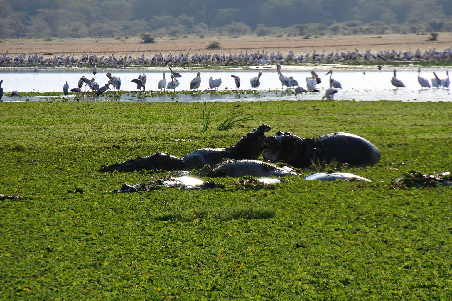 Lake Manyara National Park Tanzania