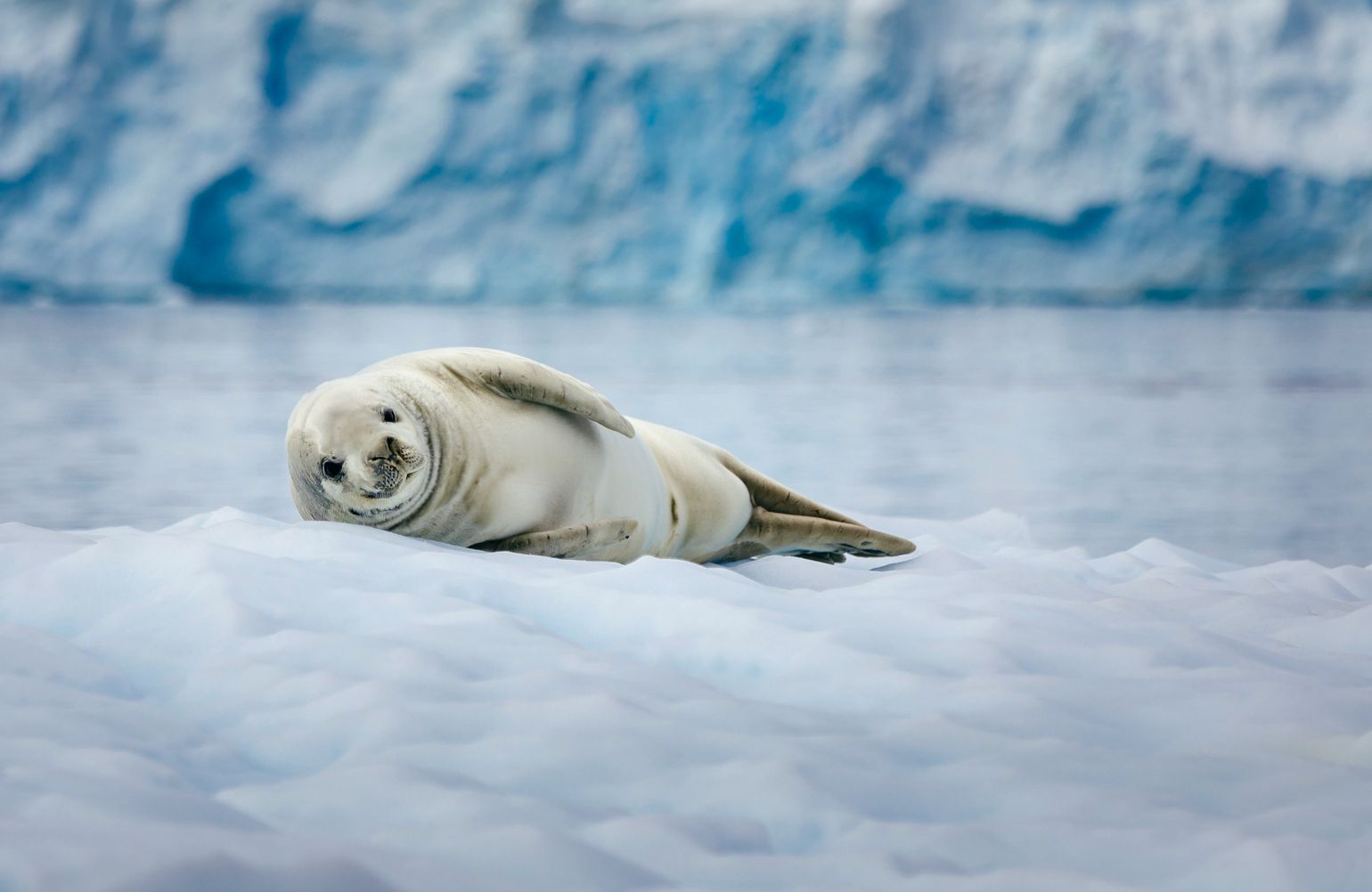 Op expeditie naar de Zuidpool (Antarctica) met Quark Expeditions