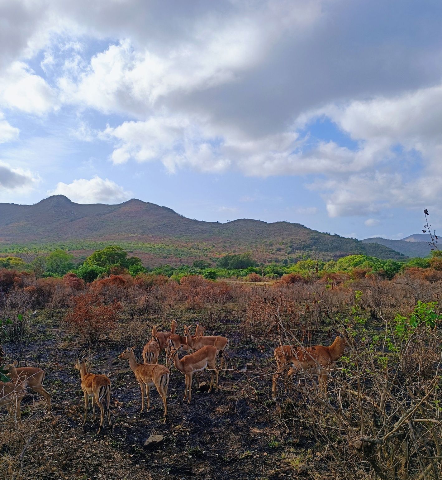 dieren in zuid afrika