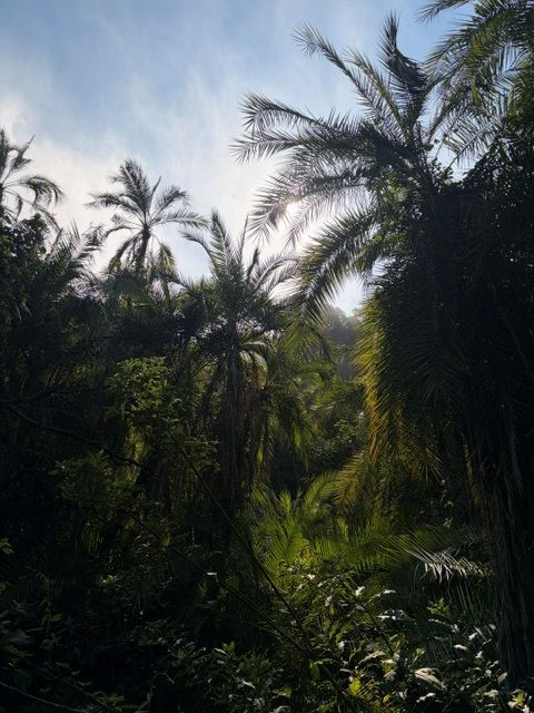 natuur afrika