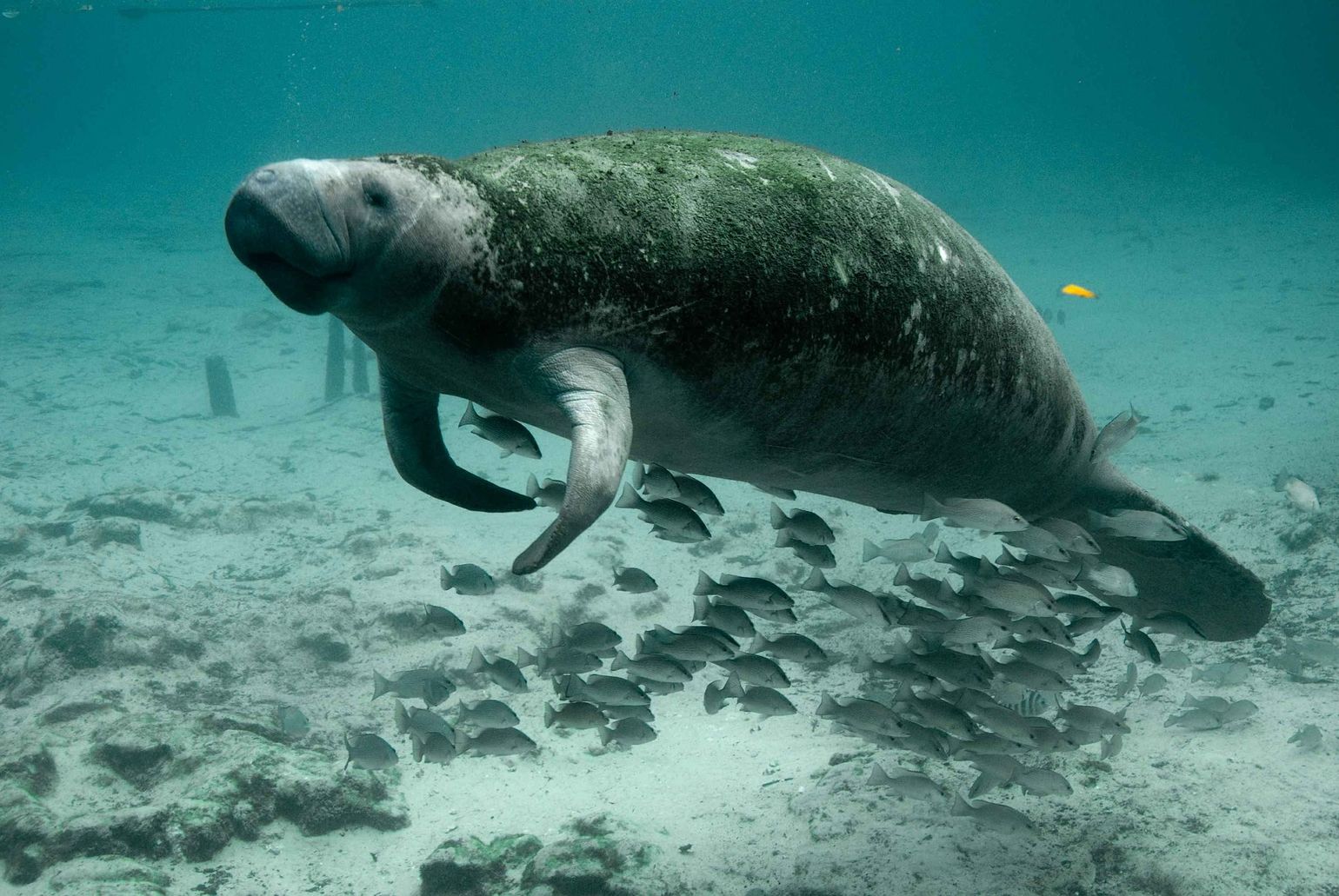 Manatees Florida