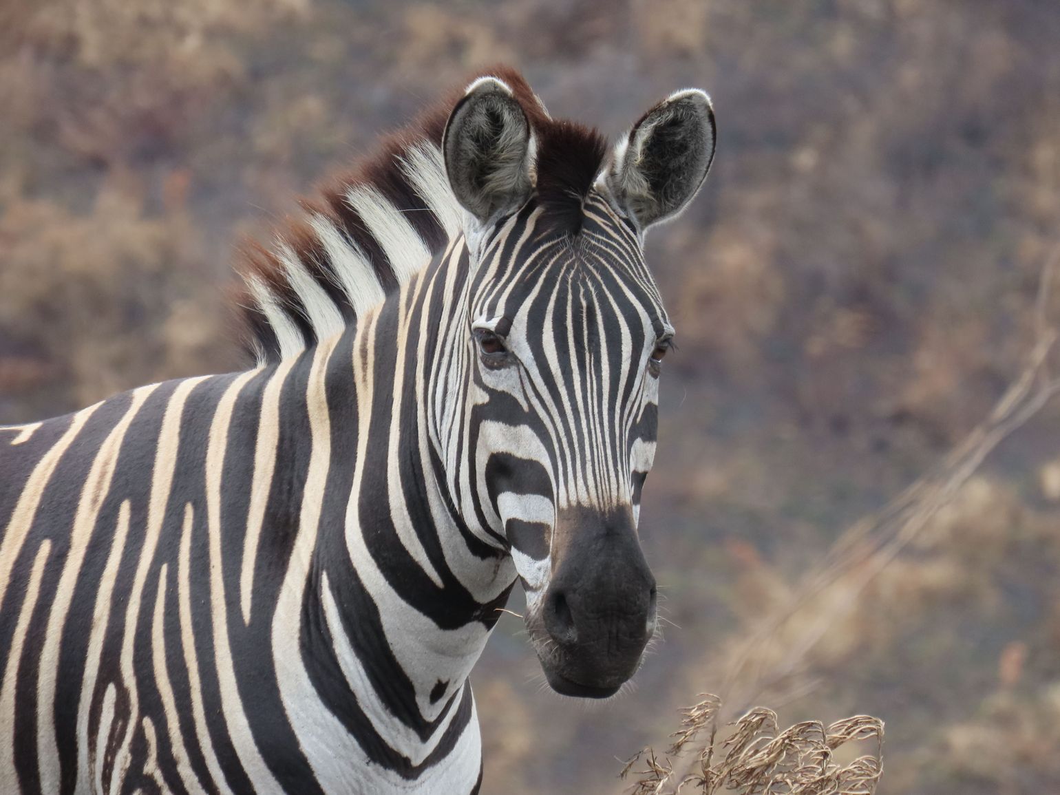 zebra