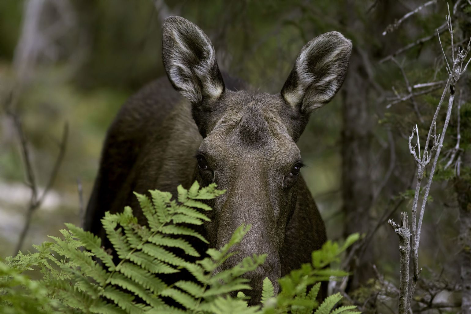 Chic-Choc Mountains Lodge Eland @ Sépaq