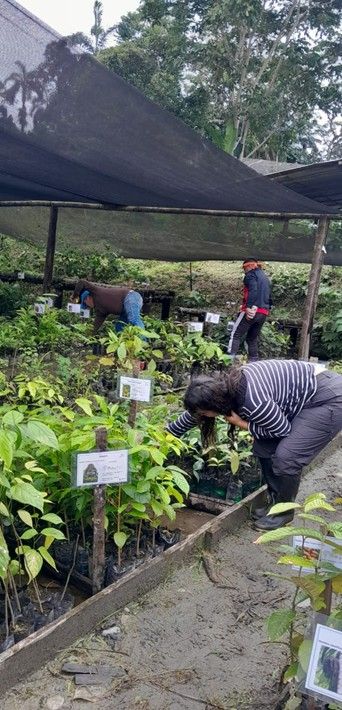 Ecuador boomkwekerij bos+