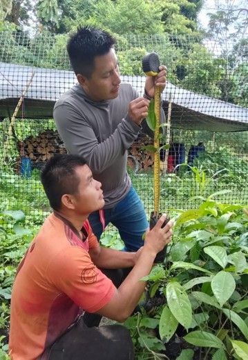 Ecuador boomkwekerij bos+