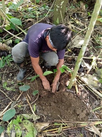 Ecuador boomkwekerij bos+