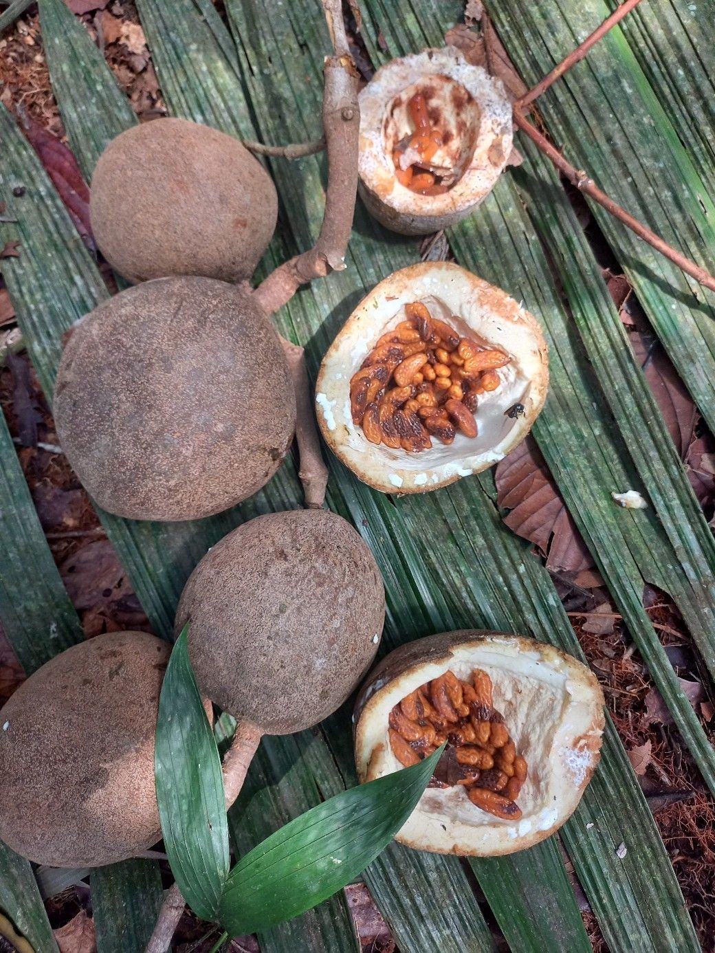 Ecuador inheems fruit bos+