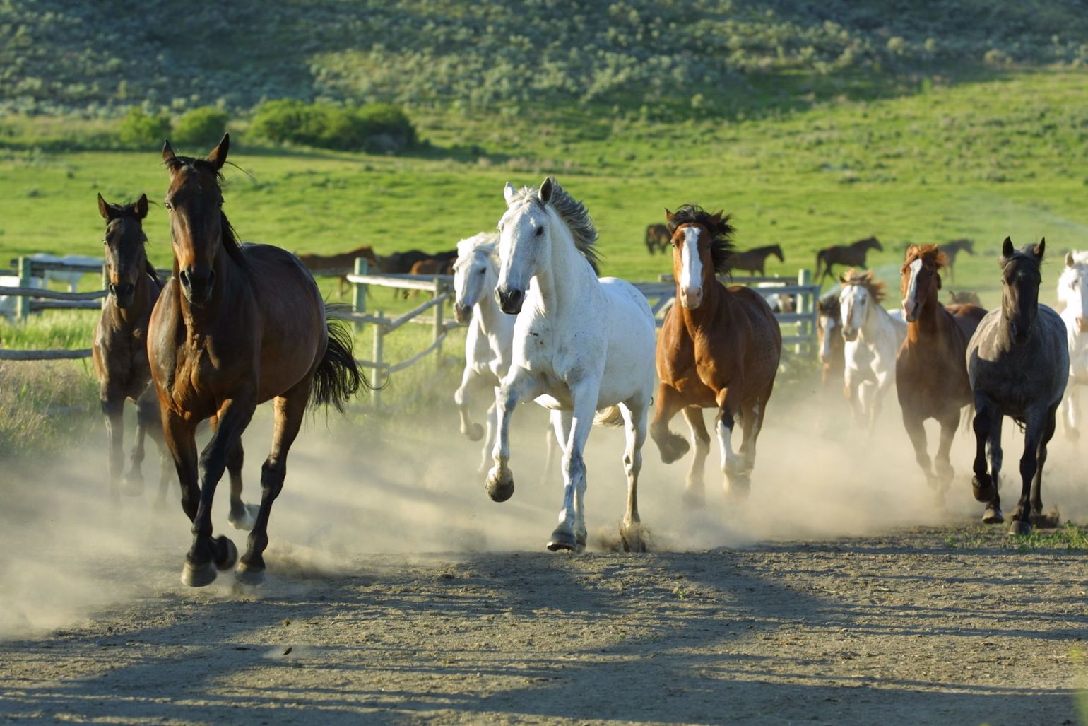 Horses