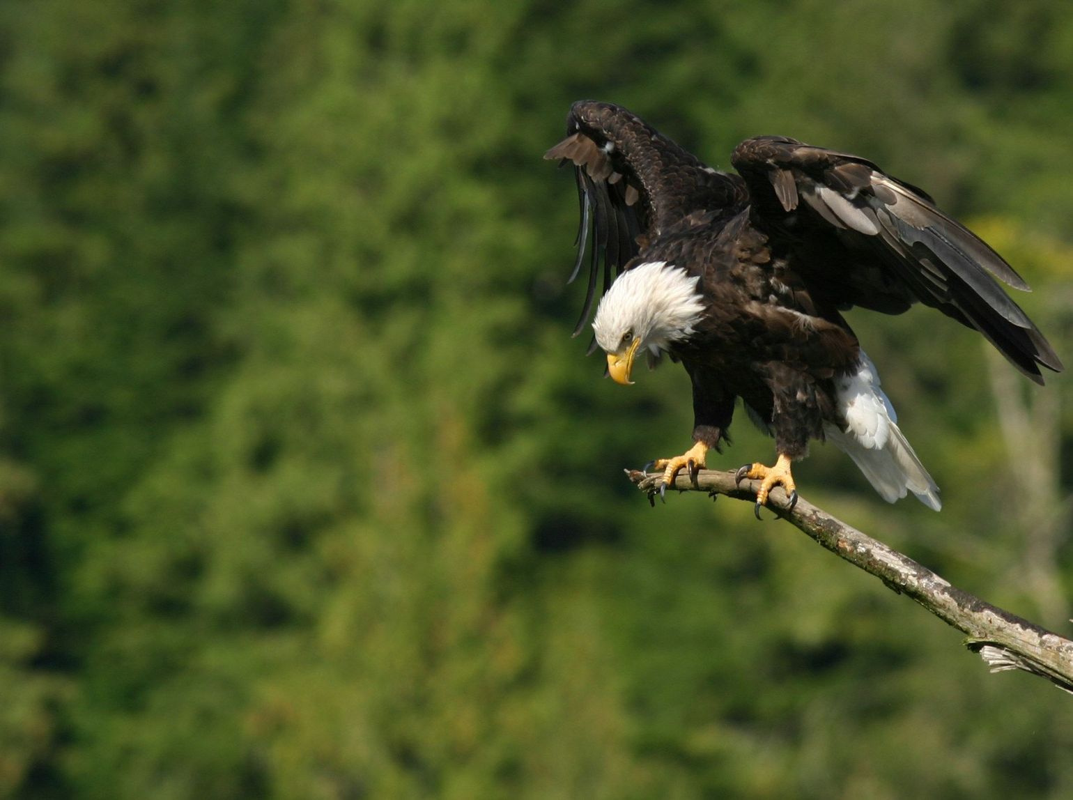 Bald Eagles spotten