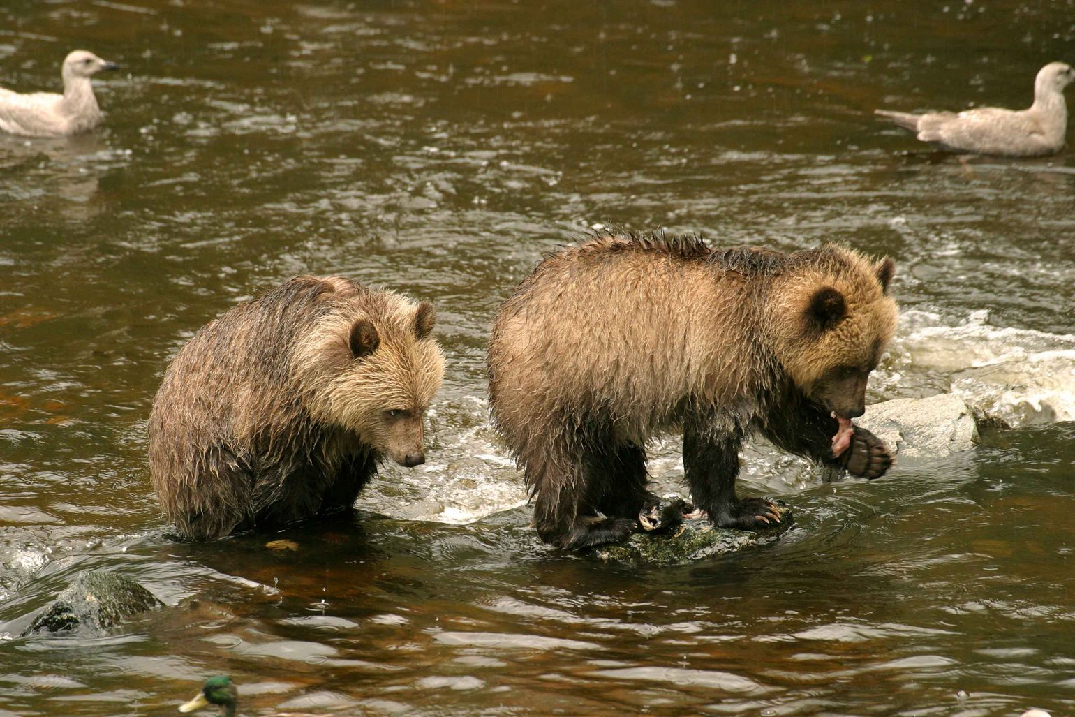 Grizzly's spotten