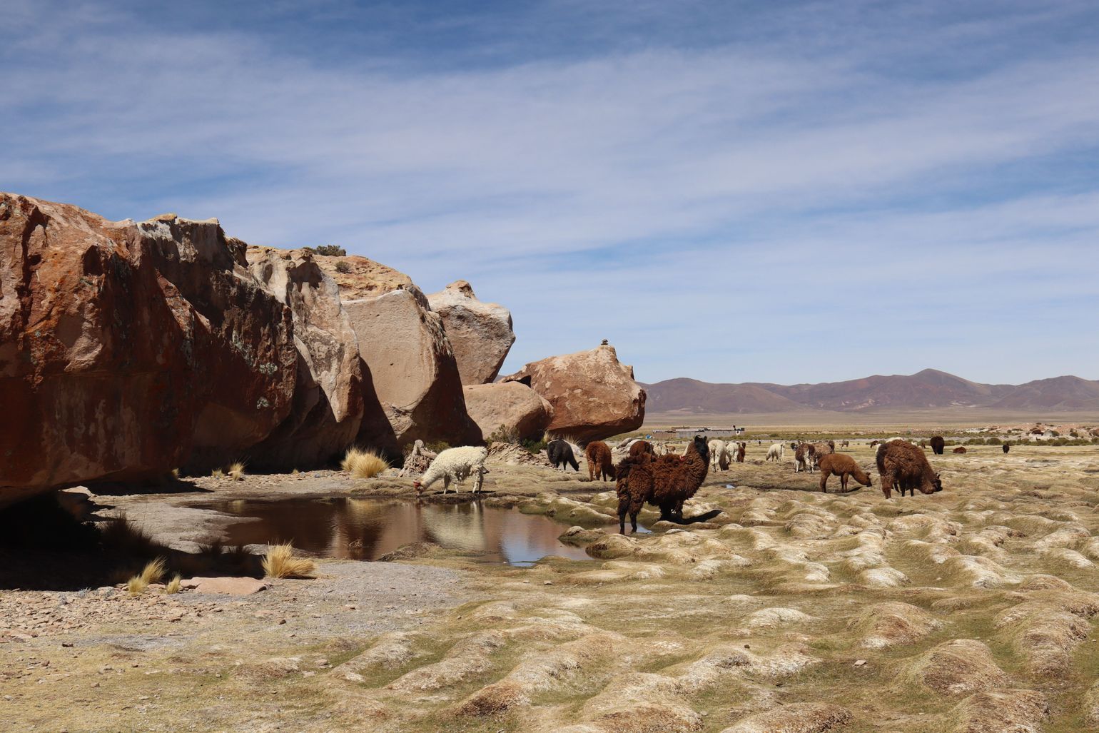 alpacas in bolivia