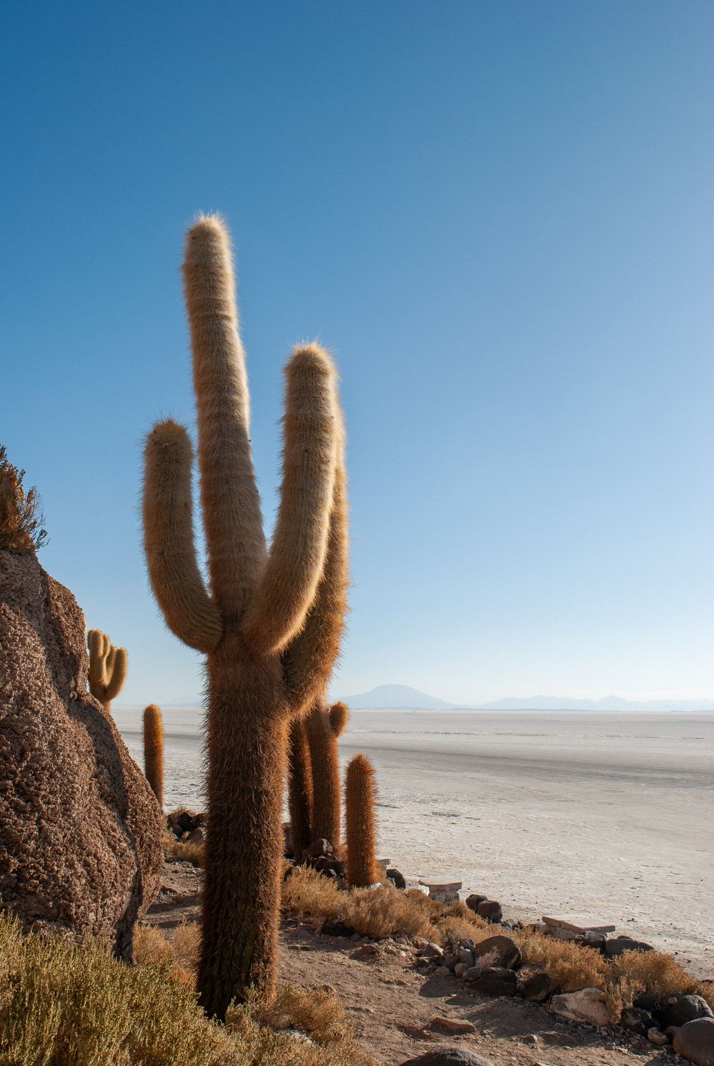cactus bolivia