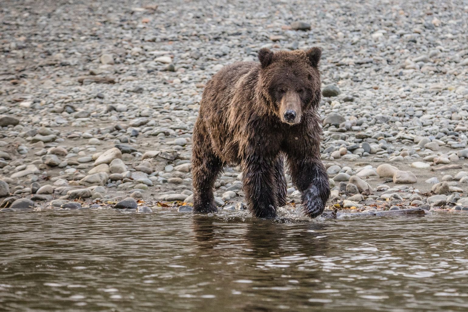 Grizzlybeer in het Great Bear Rainforest