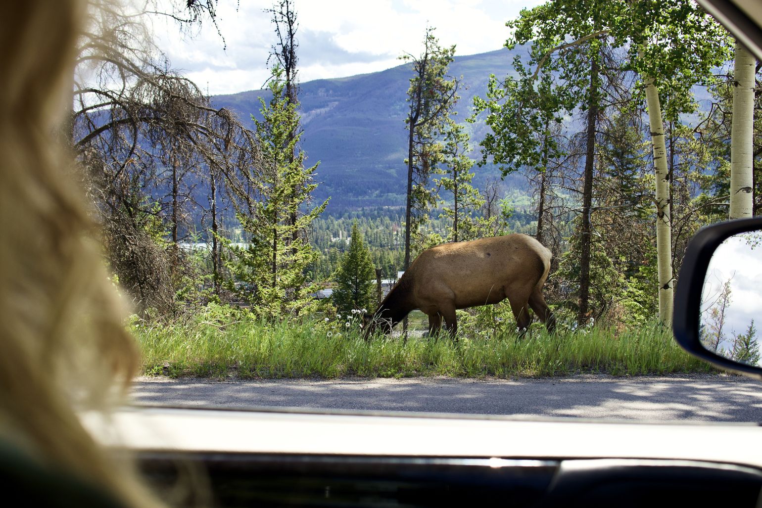 Wildlife in Jasper, Canada