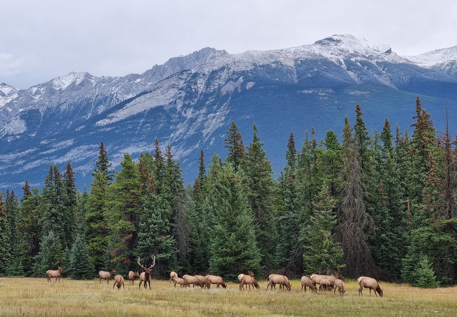 wildlife Jasper - Alberta - Canada