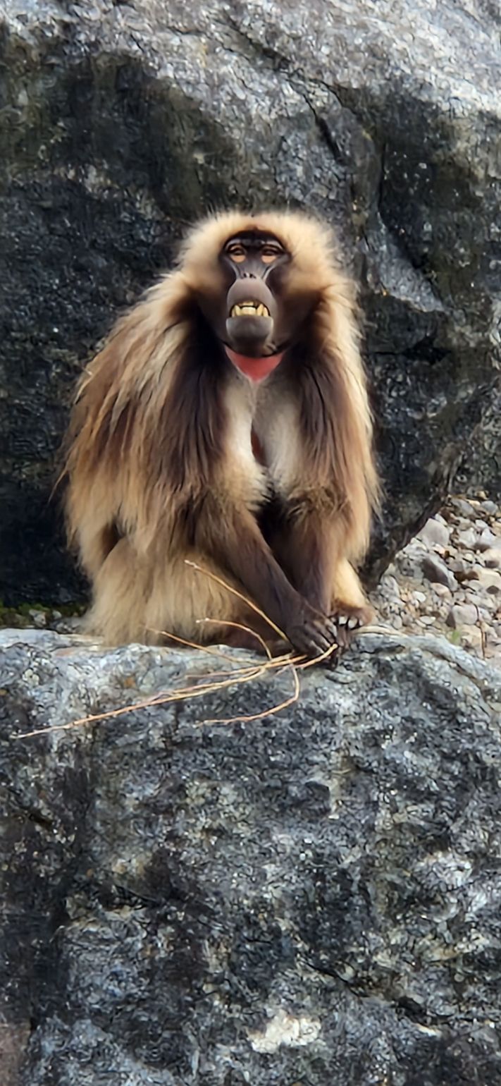 Zoo Sauvage St-Félicien