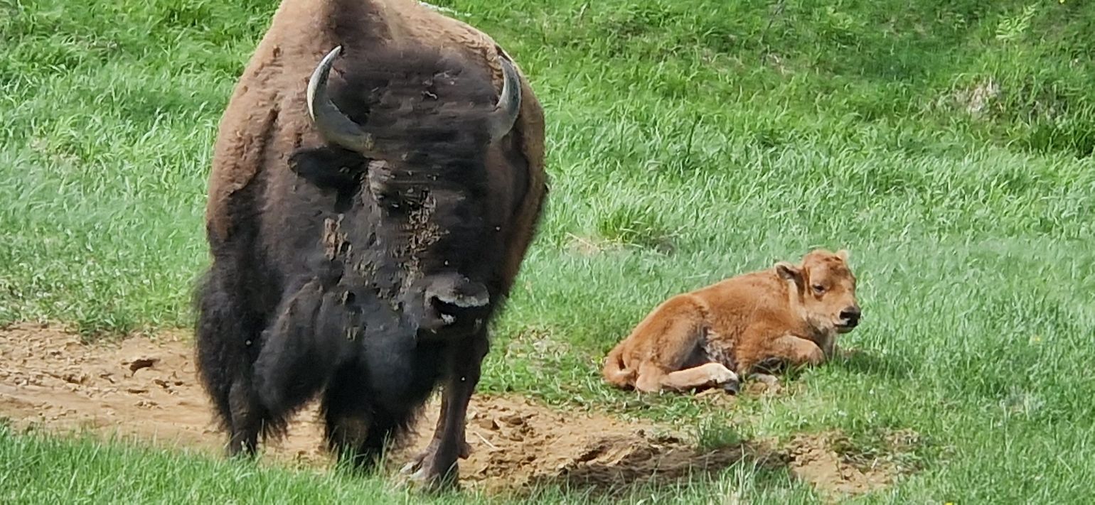 Zoo Sauvage St-Félicien